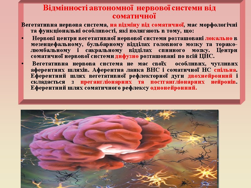 Відмінності автономної  нервової системи від соматичної Вегетативна нервова система, на відміну від соматичної,